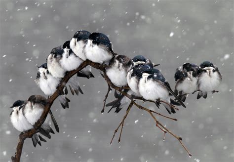 Wallpaper Birds Snow Winter Branch Wildlife Flower Weather