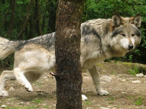 Communication And Behavior Wolf Haven International