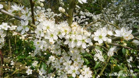 Add a few of our flowering evergreen trees! Spring Cream - Essential European Blossom Identification