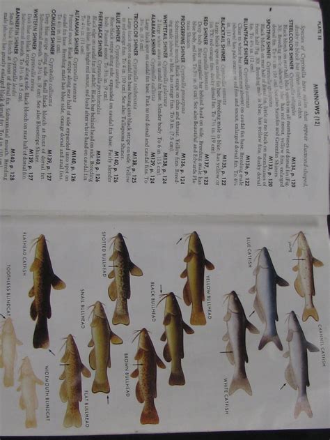 9 Open Page Of Petersons Field Guide Of Freshwater Fishes Of North