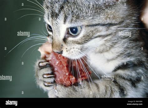 Piece Of Meat Eating Cat House Cat Domestic Cat Eat Food Stock Photo