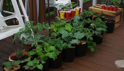 15 Vegetables Perfect For Container Gardening