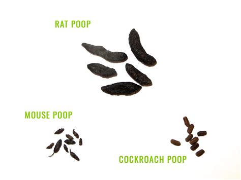 Rat Poop Identification And Removal Pest Resources