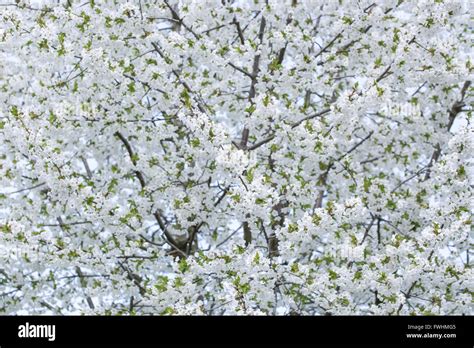 Cherry Blossom Tree Background White High Resolution Stock Photography