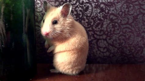 Surprised Hamster Youtube