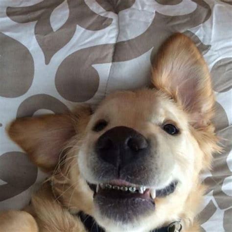 21 Hilarious Dogs Toothy Smiling Dogs Addict