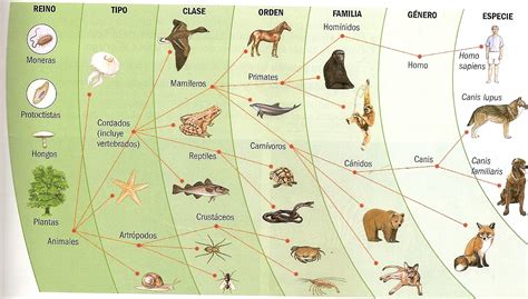 Carlosdelgadocienciasymatematicas Origen Y Evolución De Las Especies