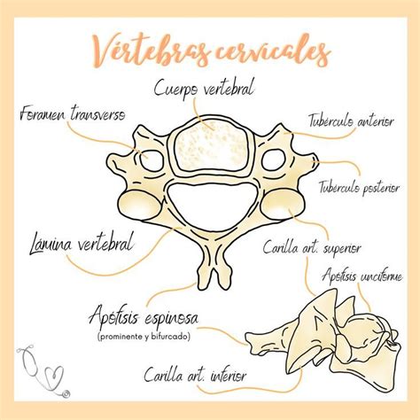 Vértebras cervicales Vértebra cervical Anatomía del esqueleto humano