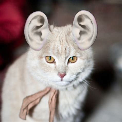 Thanks I Hate Cat With Human Ears Rtihi