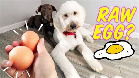 Feeding Dogs Raw Egg Shell 🤔 Dog Egg Challenge 1010 Crunch