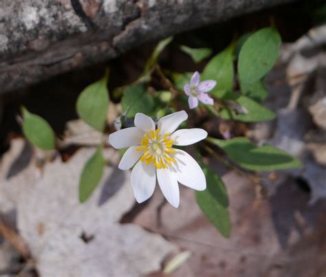 Bloodroot Sanguinaria Canadensis Identify That Plant