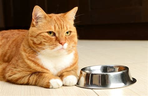 Why is my cat hungry all the time? Why is my cat always hungry but skinny ? | petworld365