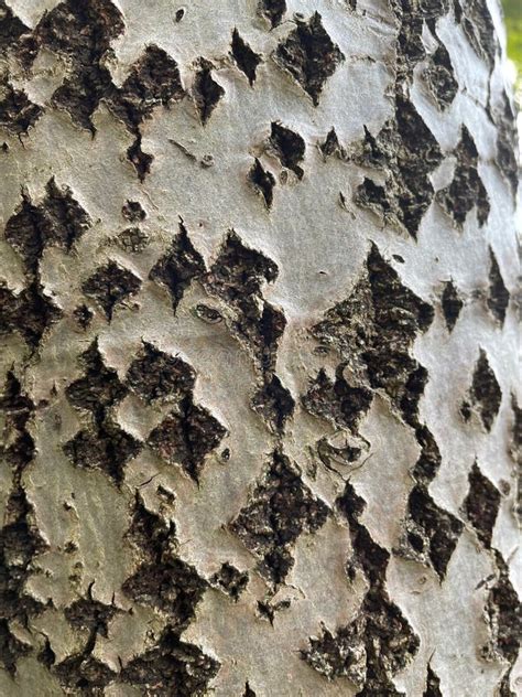 Incredible Diamond Shaped Bark Of The White Poplar Tree Stock Image