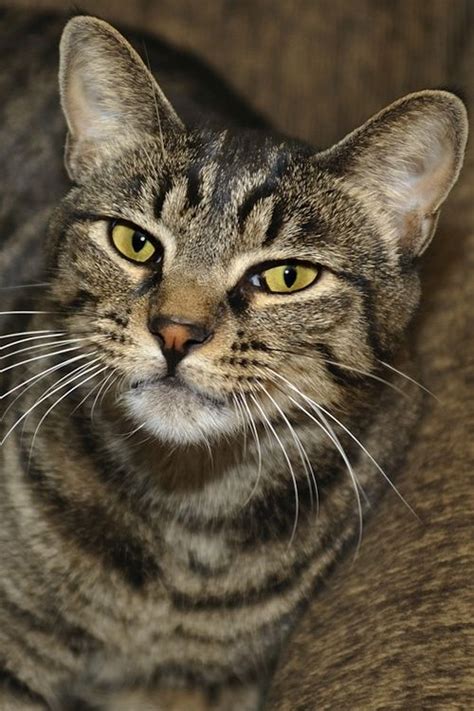 How Big Is A Domestic Shorthair Cat Allallone