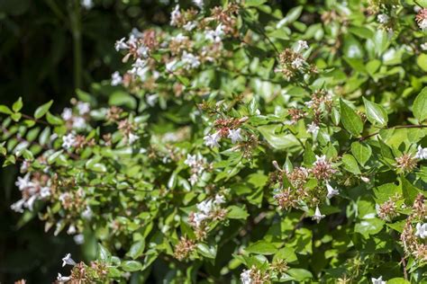 Shrubs For Part Shade And Full Shade Areas