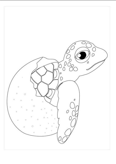 Tortuga En Huevo Roto Para Colorear Imprimir E Dibujar Dibujos Images