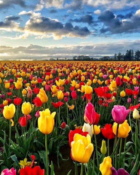 Pin By Theresa Leitch On Flowers Tulip Fields Tulips Earth Pictures