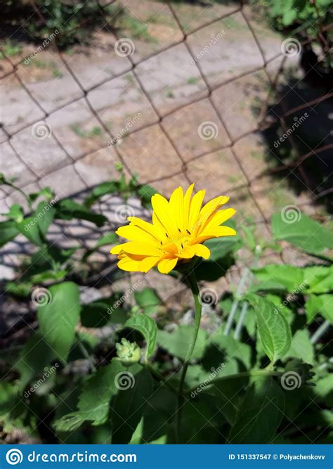 Yellow Flower On A Tall Stem Stock Image Image Of