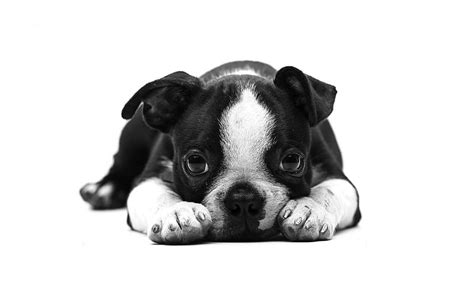 Puppy Cute Black White Dog Animal Hd Wallpaper Peakpx