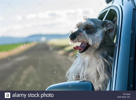 A Miniature Schnauzer Sticks His Head Out Of A Car Window In North