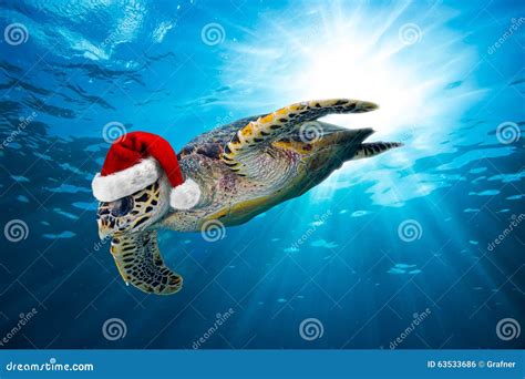 Hawksbill Sea Turtle With Santa Hat Stock Photo Image Of Reflection