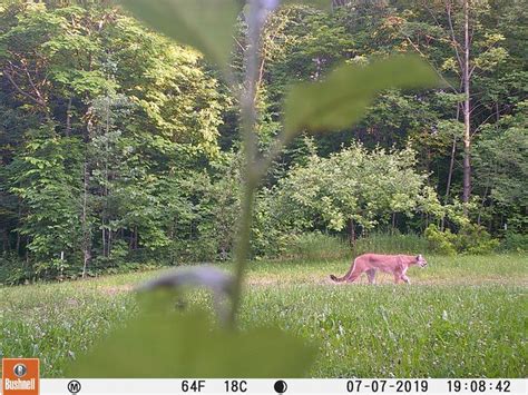 Rare Cougar Photographed By Upper Peninsula Trail Camera