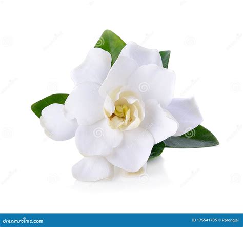 Gardenia Flowers On White Stock Image Image Of White 175541705