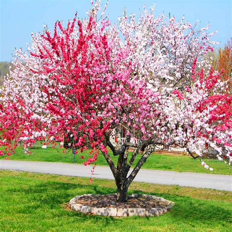 Lulubuild Peach Tree Flowers White Double White Early Flowering