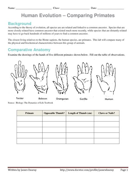 A population of mice lived in a desert with gray sand. evolution of human thumb | Evidence of Human Evolution Worksheet - Comparing Primates by ...