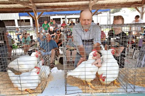 Diary Of A Poultry Farmer Paralysis Of Wings And Limbs In Chicks Nation