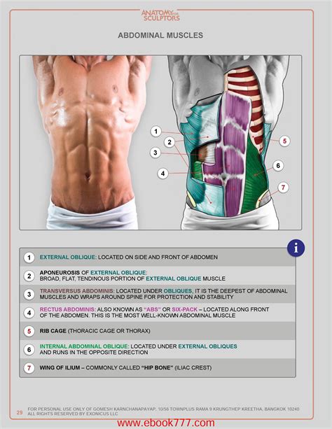 Abdominal Muscles Anatomy For Artists Anatomy Anatomy Tutorial