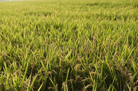 Rice Field Stock Image Image Of Horizontal Landscape 11547123
