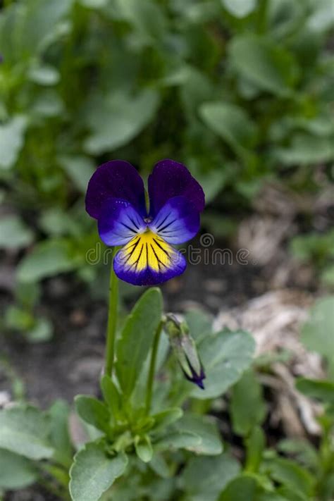 Blooms Violet Tricolor Een Plant Met De Latijnenaam Viola Tricolor