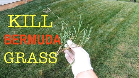 How To Kill Bermuda Grass In A Cool Season Lawn Youtube
