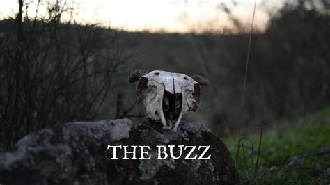 The Buzz Youtube