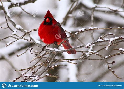 Cardinal Perched In A Snow Covered Bush Stock Image Image Of Bush