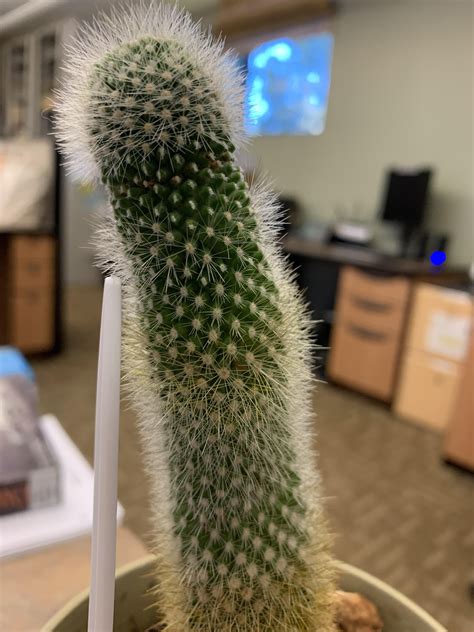 Cactus Drooping And Discolored Rplantclinic