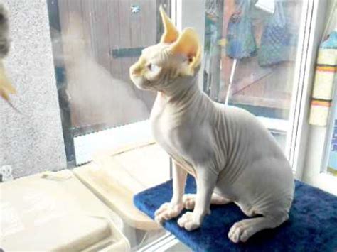These cats are not hypoallergenic and their skin tends to secrete excess oil that can have a strong fragrance. kitten / cat with no hair sphinx cool cat - YouTube