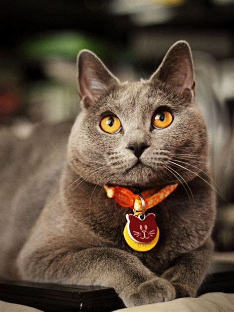 Russian Blue Cat Vs British Shorthair British Shorthair