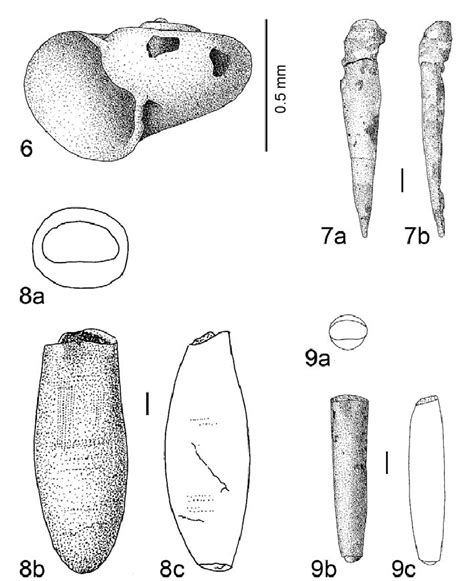 Fossil Pteropoda From Viti Levu Fiji 6 Striolimacina Andaensis