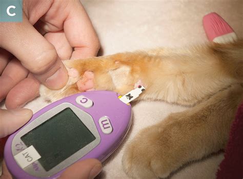 Managing Feline Diabetes Mellitus Todays Veterinary Practice