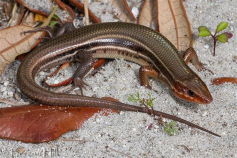 Art Landers Outdoors The Distinctive Five Lined Skink A Harmless