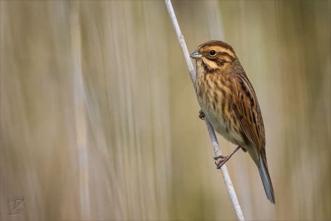 Rohrammer Common Reed Bunting Foto And Bild Tiere Wildlife Wild