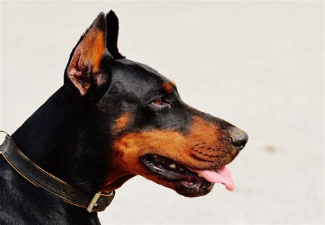 5 Things You Need To Know About Dobermans Doberman Facts