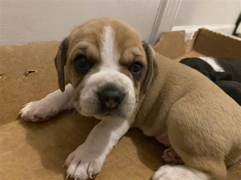 Mixed Breed Puppies for Sale!!! - Petclassifieds.com