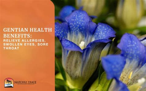 Gentian Health Benefits Holistic Vet And Herbal Medicine Nashville Tn