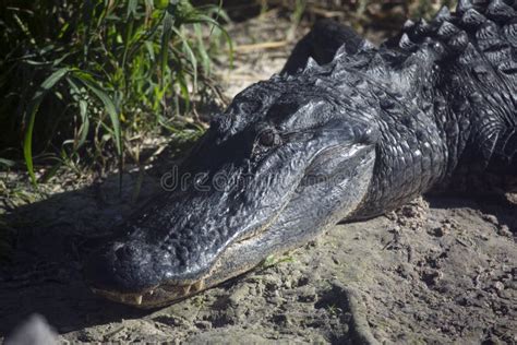 Wild Alligators In Myakka State Forest Florida Stock Photo Image Of
