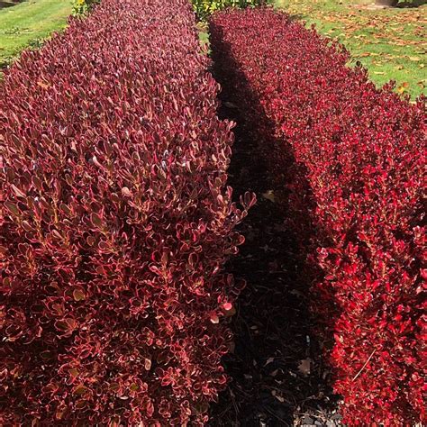 Coprosma Pacific Hedging And Edging Plants Anthony Tesselaar Plants