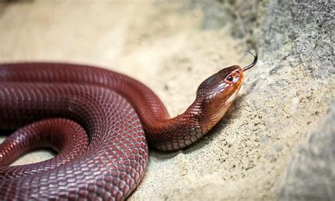 Red Spitting Cobra Animal Facts Naja Pallida A Z Animals