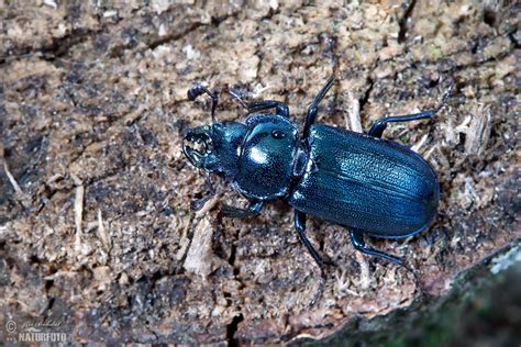 Blue Stag Beetle Photos, Blue Stag Beetle Images, Nature Wildlife ...